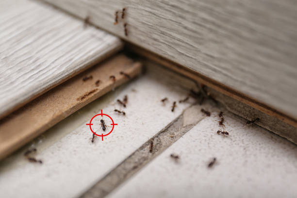 Best Rodent Control Near Me  in Hillsborough, CA