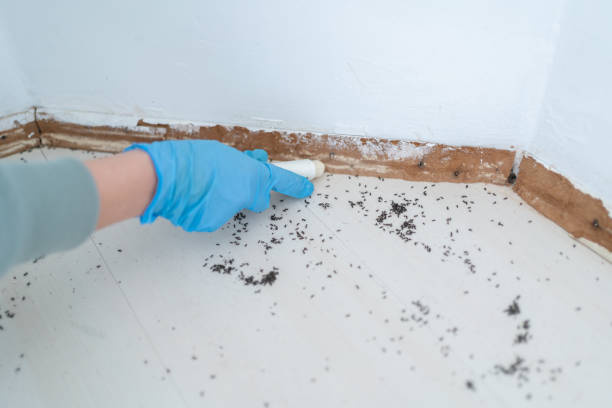 Best Best Pest Control Companies  in Hillsborough, CA